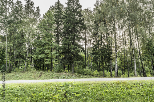 the asphalt road passes through a forest, a view of the roadside with trees