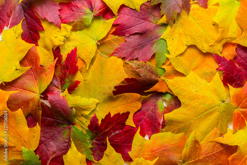 Closeup of a mixture of Autumn Leaves-great range of colors