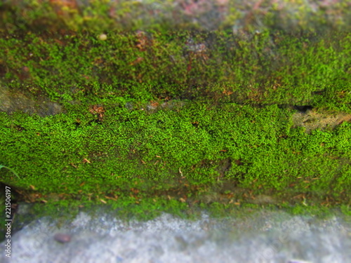 naturaleza,plantas y rocas