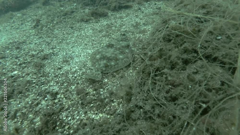 European plaice (Pleuronectes platessa) swim over seabed overgrown with brown algae
European plaice (Pleuronectes platessa) swim over seabed overgrown with brown algae