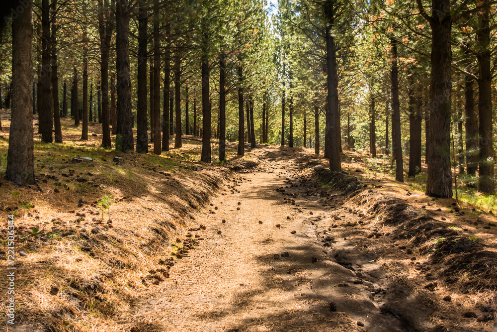 Fototapeta premium bosque de pinos