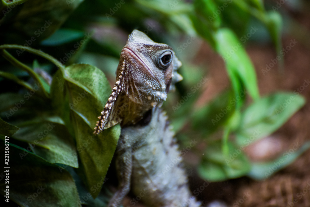 chameleon chameleon
