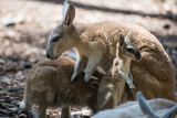 kangaroo mother 