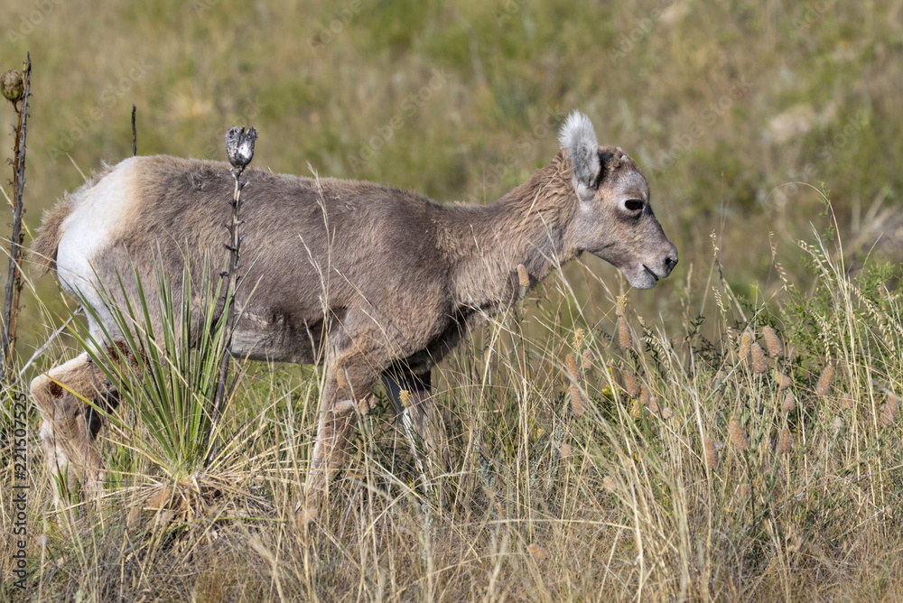 Bighorn sheep (Ovis canadensis) lamb in highland prairie, South Dakota, USA