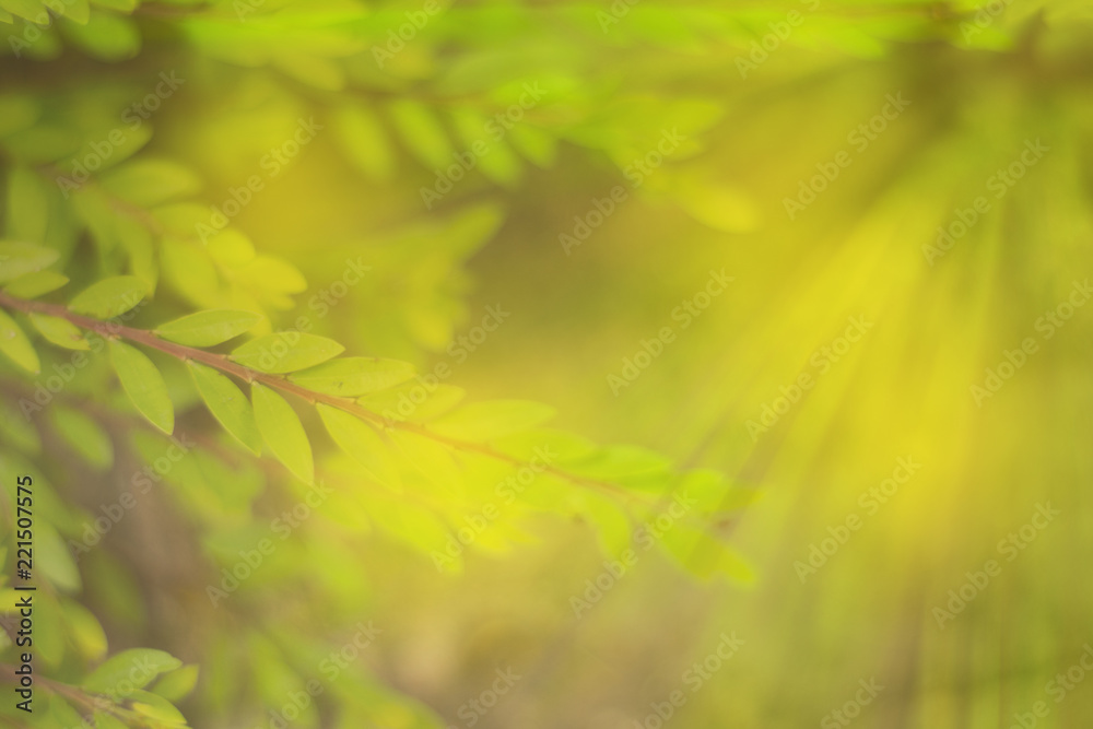 close up green leaf with light effect background close up green leaf with light effect background