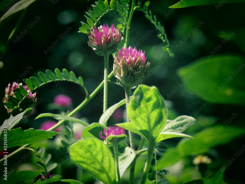 Obraz premium naturaleza,plantas,flores