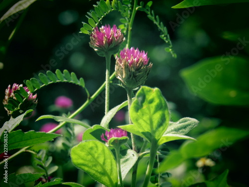 naturaleza,plantas,flores