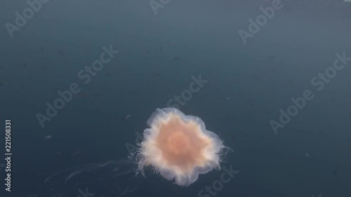 Lion's mane jellyfish (Cyanea capillata, Cyanea arctica) swim in the blue water  
 photo