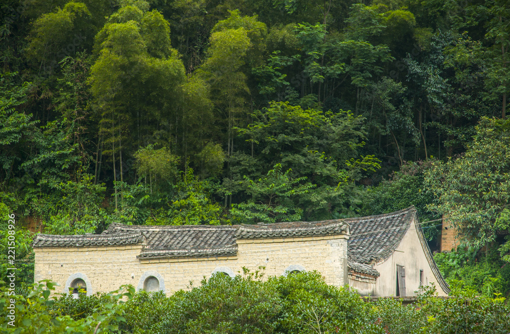 Fototapeta premium Forest and mountain scenery 