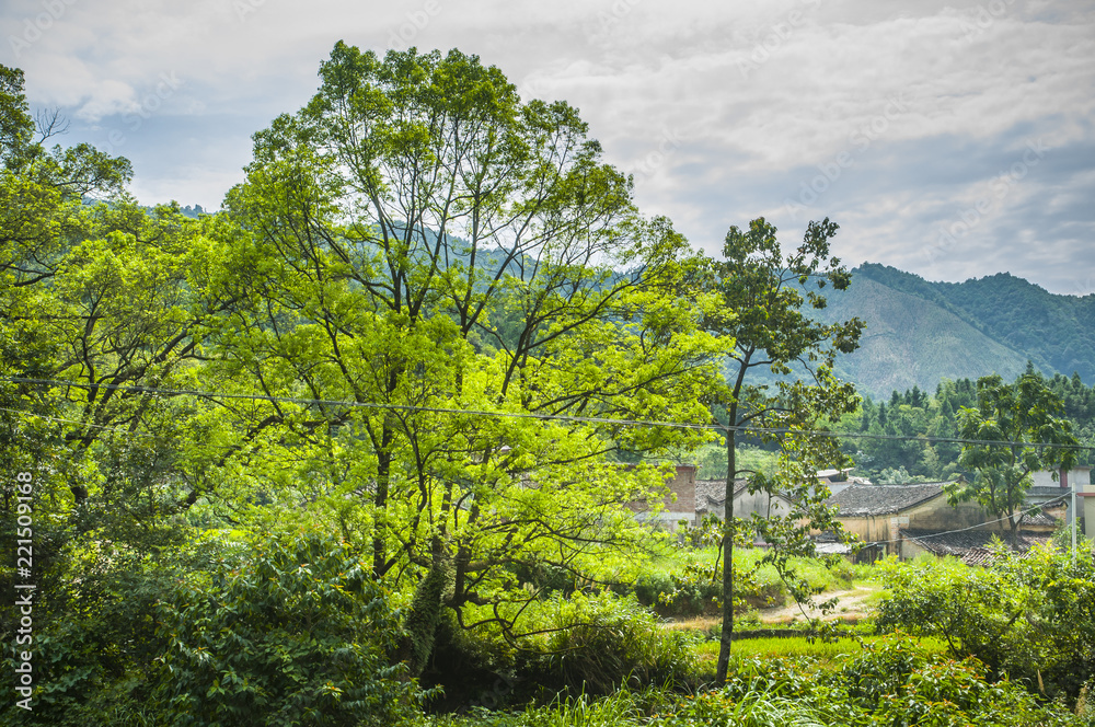 Forest and rural scenery 