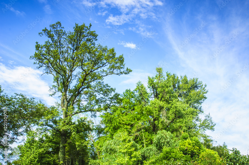 Green tree and blue sky background Green tree and blue sky background