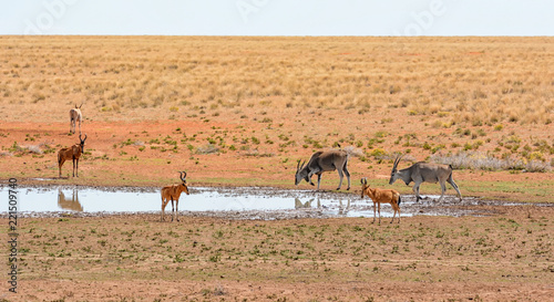 Red Hartebeest and Eland