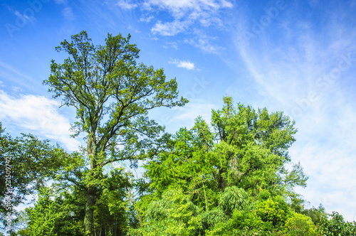 Green tree and blue sky background