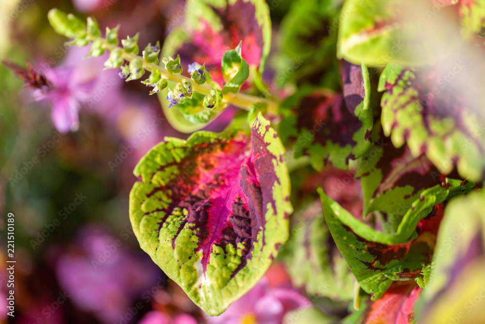 A Plectranthus scutellarioides flower in a garden A Plectranthus scutellarioides flower in a garden