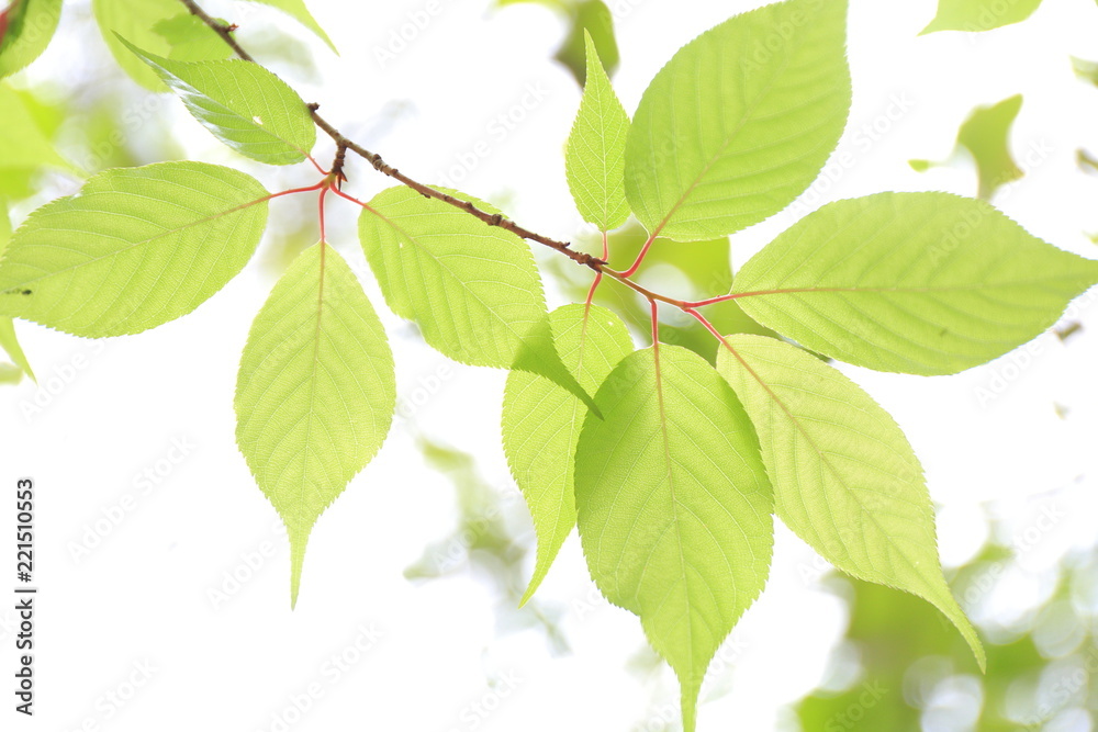 Obraz premium 若葉