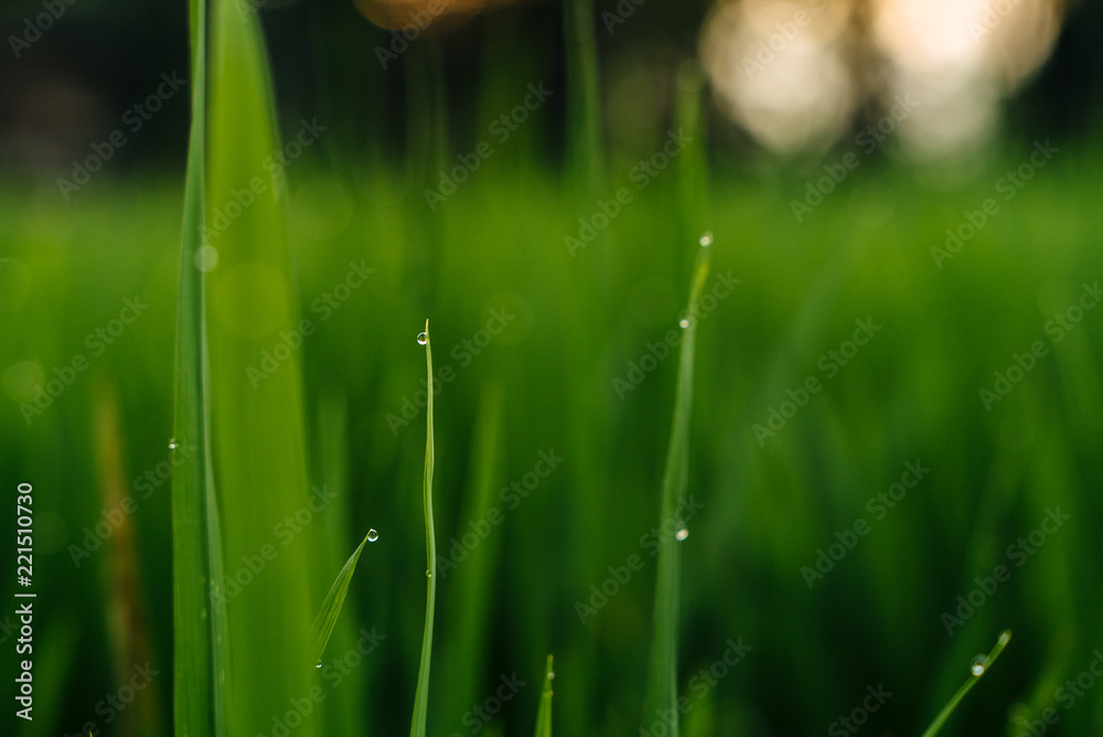 Obraz premium Ricefield