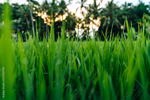 Obraz na plátně Ricefield