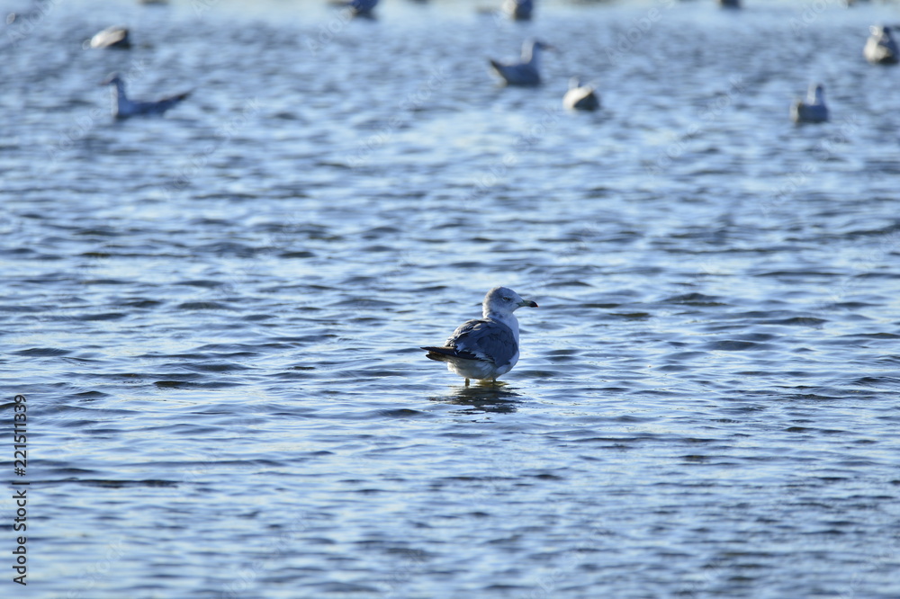 Fototapeta premium A beautiful bird in wetlands