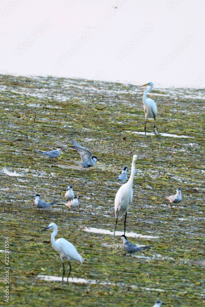 Fototapeta premium egret 
