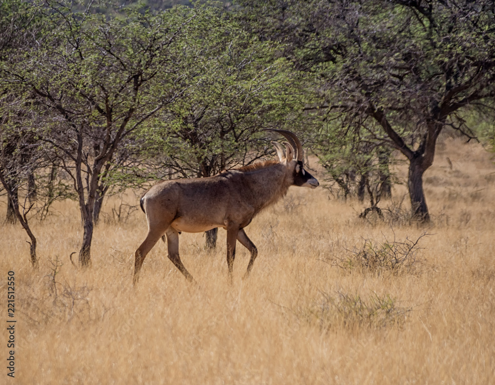 Fototapeta premium Roan Antelope
