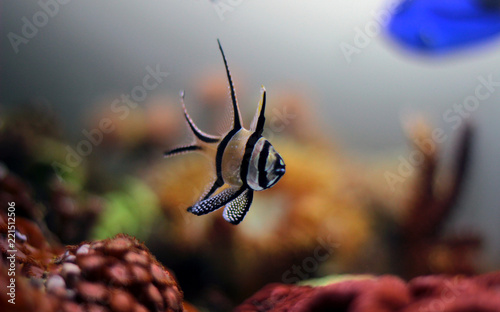 Banggai Cardinalfish - Pterapogon kauderni  photo