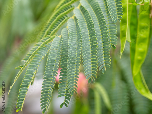 Close-up of green bipinnate leaves of persian silk tree or pink siris (Albizia julibrissin). Foliage and its immature fruit (flat brown pod) in the background. photo