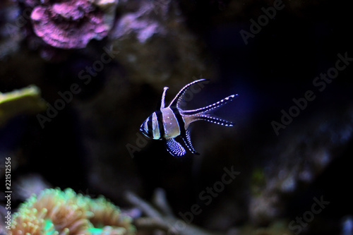 Banggai Cardinalfish - Pterapogon kauderni  © Kolevski.V