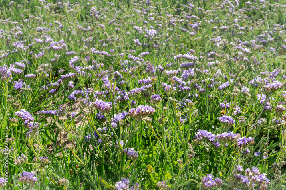 Wild field full of purple flowers at sunny day.