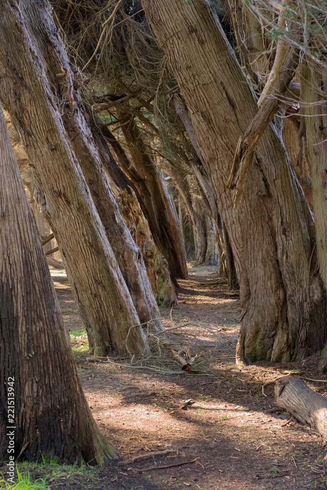Fototapeta premium Bent trees near narrow path