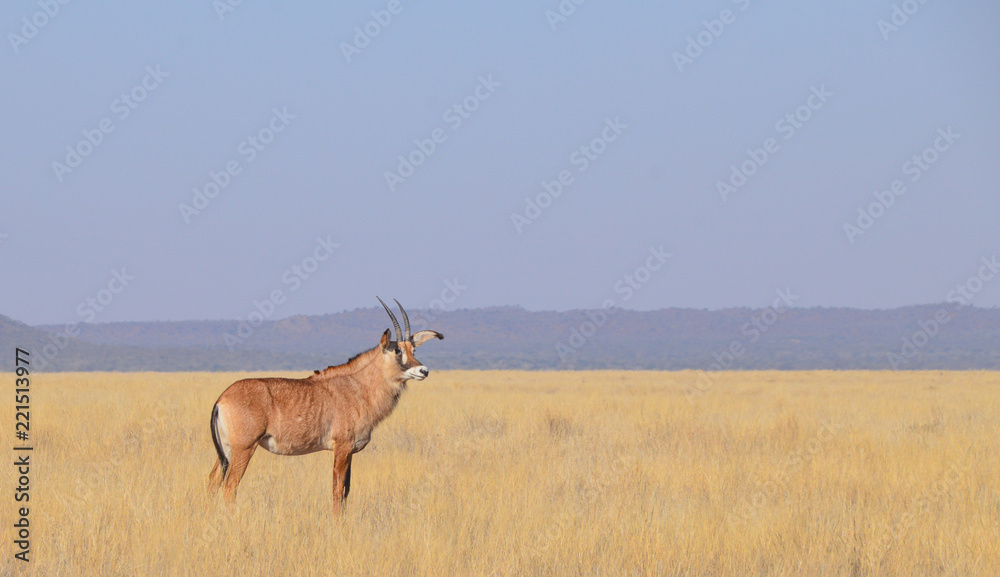 Roan Antelope Roan Antelope