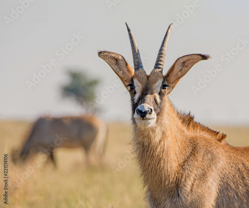 Roan Antelope Portrait