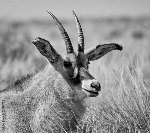 Roan Antelope photo