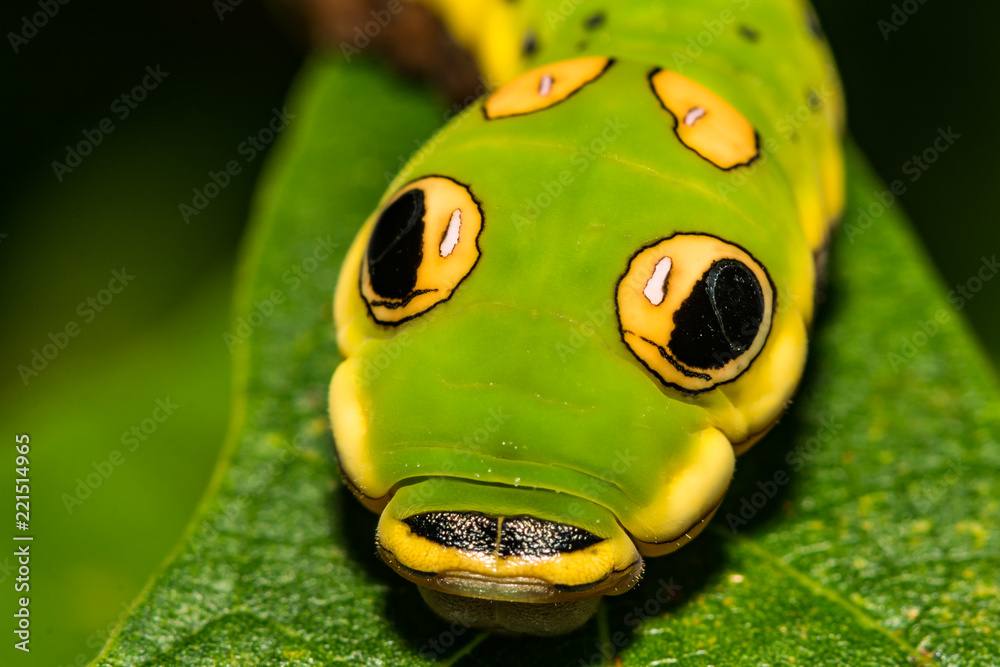 Obraz premium Spicebush Swallowtail Butterfly Caterpillar (Papilio troilus)