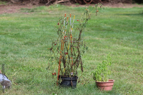 Fotografi Sick tomatoes in the garden, the vegetables infected with late blight, a blight