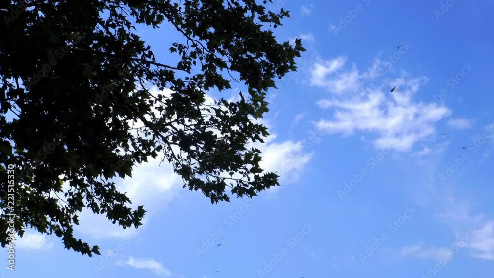 秋空-autumn sky-02