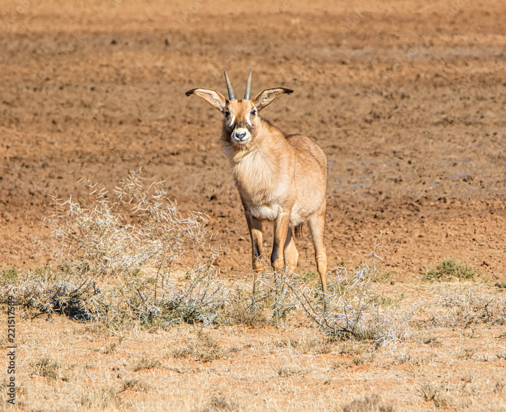 Fototapeta premium Roan Antelope Portrait