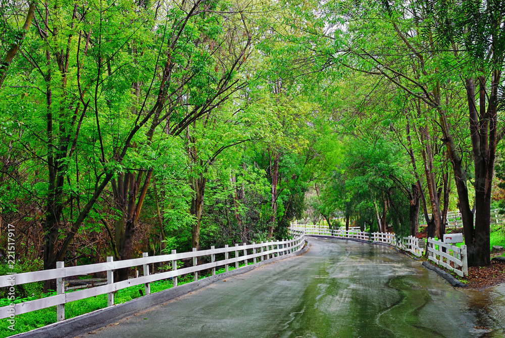 A tranquil road in Rolling Hills that's  covered with trees