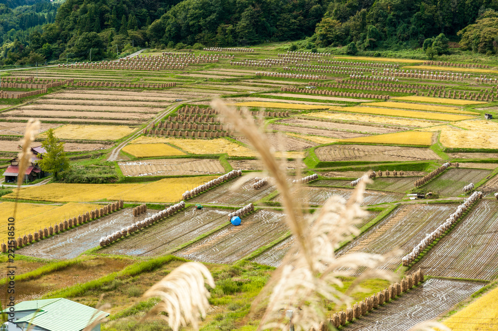 山形県　　秋　椹平の棚田  くぬぎだいら

