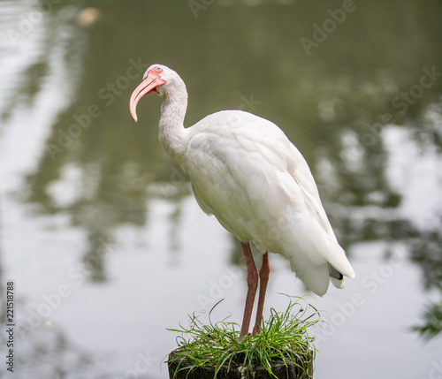 ibis watches you with curiosity