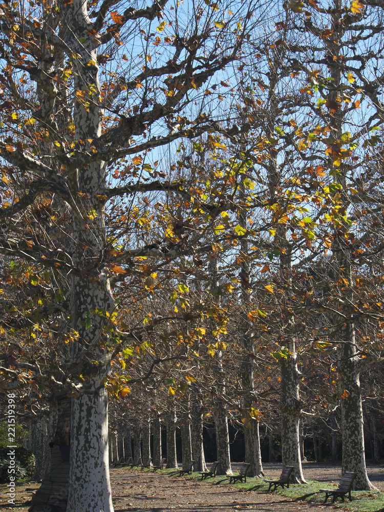 Fototapeta premium プラタナスの並木道