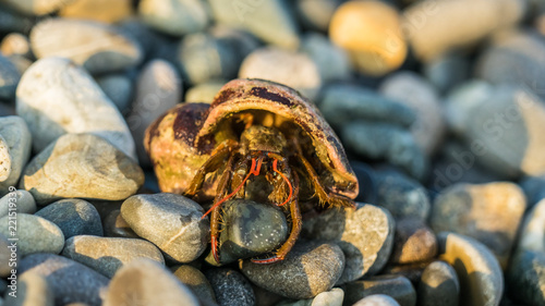 Hermit Crab in a screw shell on the beach in Sochi