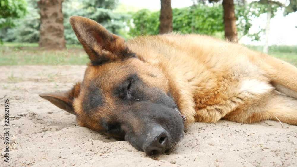 Closeup scene of a beautiful german shepherd dog while resting in the garden with trees in the background on a sunny day Closeup scene of a beautiful german shepherd dog while resting in the garden with trees in the background on a sunny day