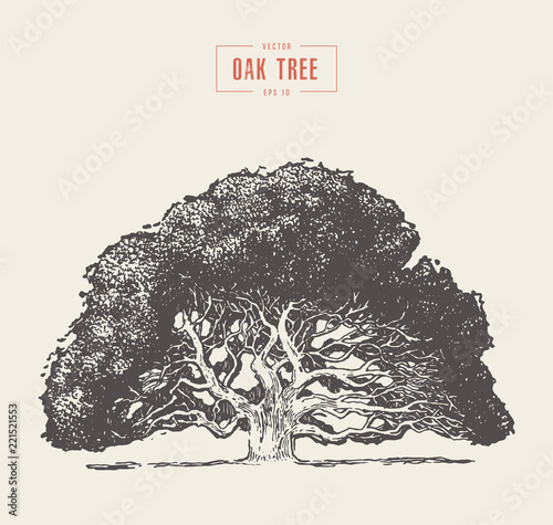Fototapeta Old oak tree hand drawn engraved style, vector