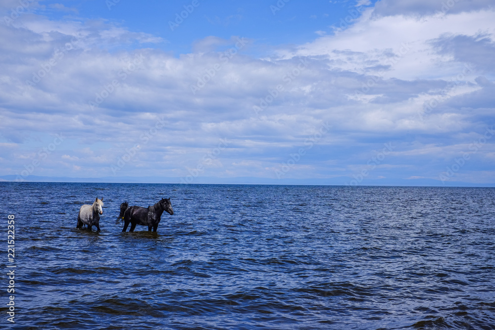 Two horses walk on the water to the shore.