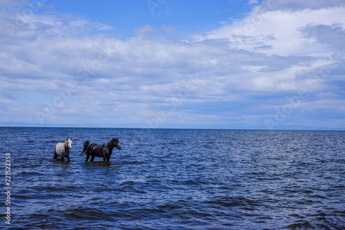 Two horses walk on the water to the shore.
