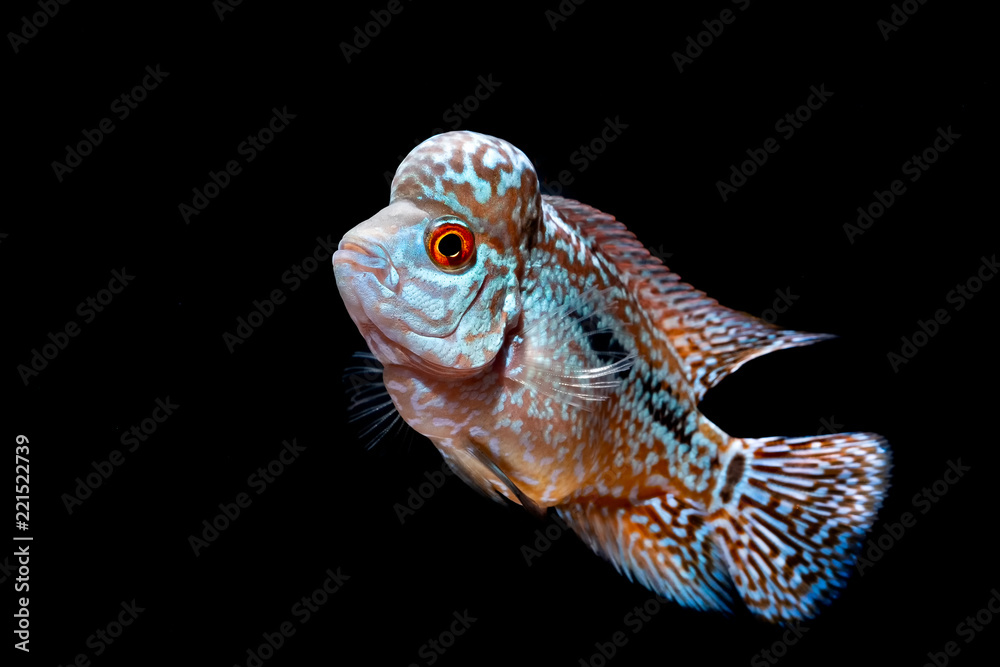 Fototapeta premium Cichlids kingkamfa in the aquarium