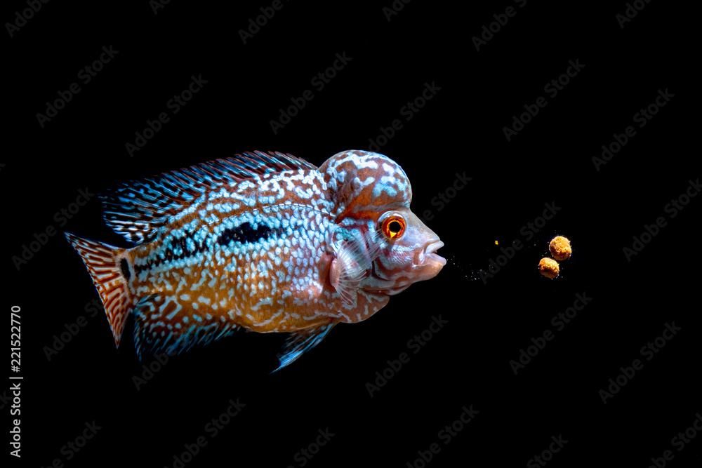 Fototapeta premium Cichlids kingkamfa in the aquarium