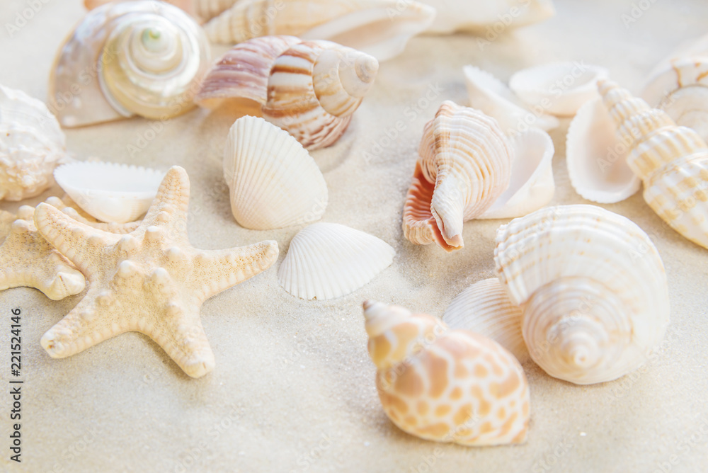 Shells and starfishes on the sea sand