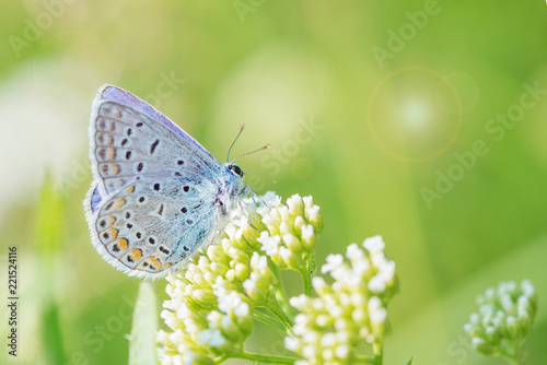 Blue butterfly on a white f...