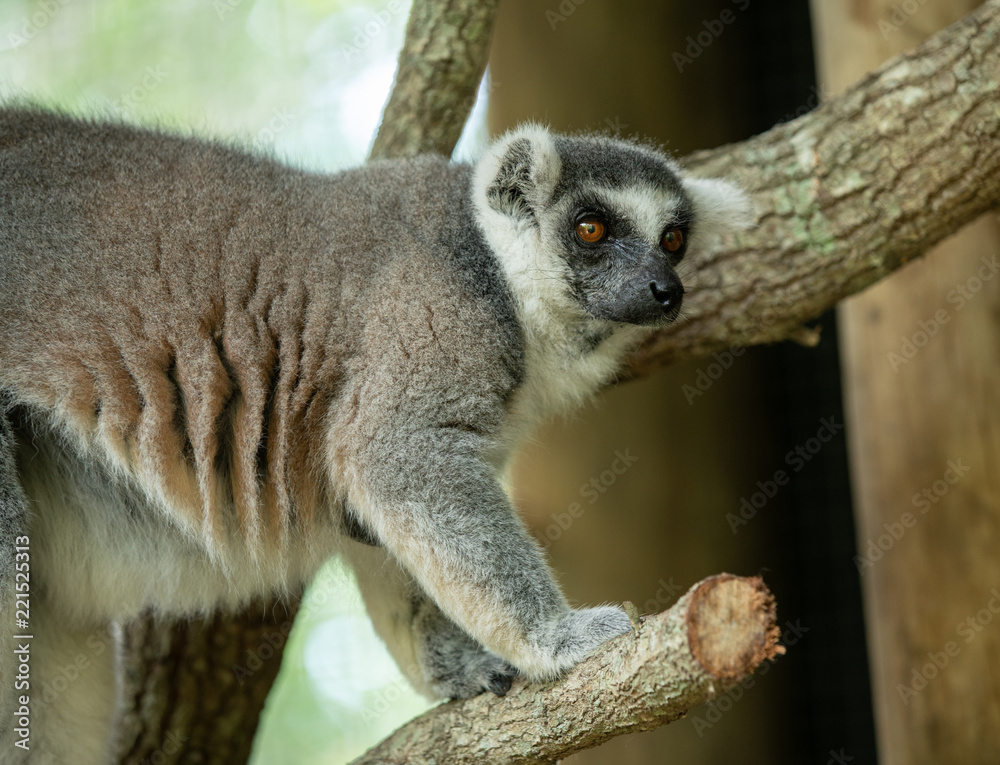 ringtailed lemur pauses for a side profile ringtailed lemur pauses for a side profile